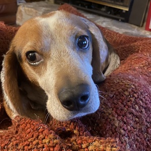 Fundraising Page: Christian Roinnel